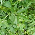 Sanguisorba officinalisLeaf