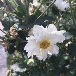 Anemone hupehensis Floare