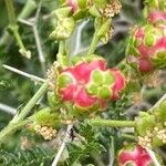 Sarcopoterium spinosum Flower