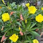 Oenothera macrocarpa Цвят