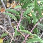 Ximenia caffra Ravina