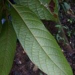 Sloanea garckeana 叶