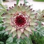 Cynara cardunculusFlor