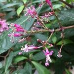 Fuchsia arborescens फूल