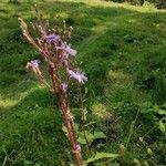 Lactuca alpina फूल