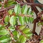 Begonia foliosa برگ