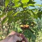 Ungnadia speciosa Fruit