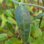 Lonicera nigra Leaf