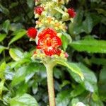 Kohleria spicata Flower