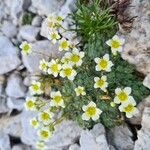 Saxifraga squarrosa Floare