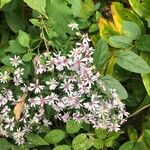 Symphyotrichum cordifoliumFlower