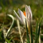 Crocus reticulatus 花