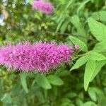 Spiraea salicifoliaBlüte