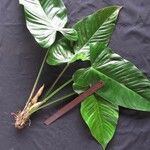 Philodendron jodavisianum Other