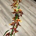 Oncidium crocidipterum Virág