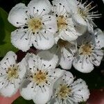 Crataegus laevigata 花