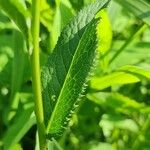 Serratula tinctoria Fuelha