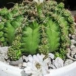 Gymnocalycium anisitsii Ліст