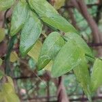 Jasminum beesianum Hoja