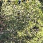 Pinus halepensisList