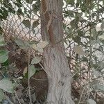 Vitex trifolia Bark