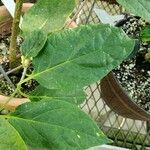 Fernaldia pandurata Leaf