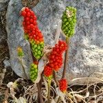 Arum italicumFrucht