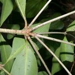 Ixora nicaraguensis Leaf