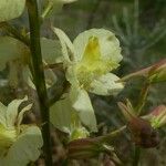 Delphinium semibarbatum Λουλούδι