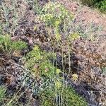 Seseli peucedanoides Flor