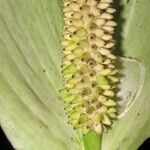 Spathiphyllum montanum Meyve