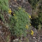 Lomatium grayi Hábito