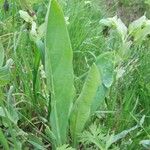 Cerinthe glabra Otro