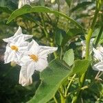 Solanum bonarienseFlor