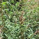 Amaranthus muricatus 整株植物