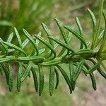 Ozothamnus diosmifolius Листок