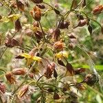 Hermannia exappendiculata Çiçek