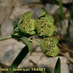 Bupleurum angulosum Flower