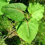 Reynoutria sachalinensis Blatt