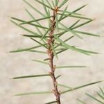 Hakea sericea अन्य