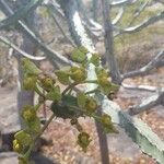 Euphorbia desmondii