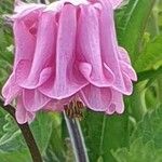 Aquilegia vulgarisVirág