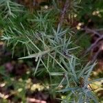 Juniperus oxycedrus Folla