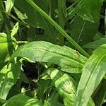 Bunias orientalis Leaf