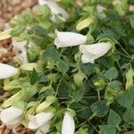 Campanula betulifolia Цветок