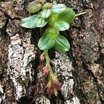 Bulbophyllum elliotii 整株植物