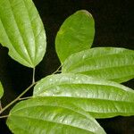 Lunania mexicana
