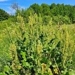 Rumex confertus Flower