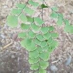 Adiantum capillus-veneris Hoja