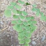 Adiantum capillus-veneris Lehti